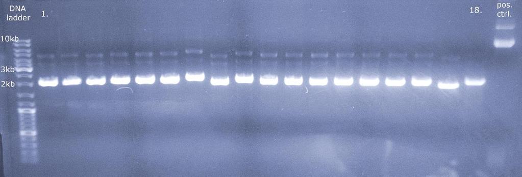 53 Onnistuneesti tuotetuilla PCR-amplikoneilla jatkettiin Zero Blunt -kloonaukseen.