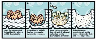 Lähde: Suomen Nivelyhdistys ry, www.nivelopas.fi Luusto Luusto on elävää kudosta, joka uusiutuu läpi elämän. Koska luusto sisältää eläviä soluja, tarvitsee se ravintoa ja happea.