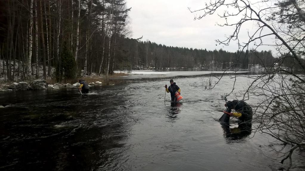 koosta, ja siitä, miten paljon mätiä ne ovat tuottaneet. Isommat kutukalat kaivavat suurempia pesiä ja tuottavat mätiä pienempiä yksilöitä paremmin.