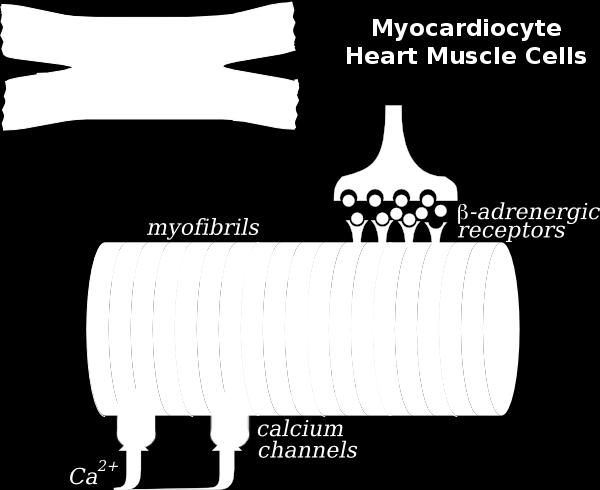 Kalsium ja beetareseptorit Troponiinit