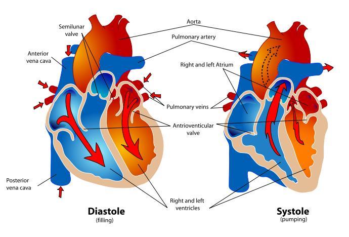 DIASTOLE VS.