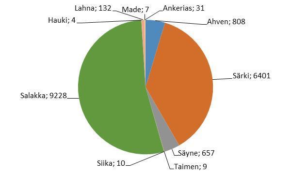 Kuva 7. Kissakosken kalatietä ylöspäin nousseet kalalajit ja niiden kokonaismäärät (kpl) vuonna 2017. Kissakoskella yleisillä särkikaloilla oli havaittavissa useampi nousuhuippu (Kuva 8).