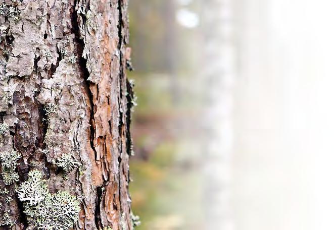 Ohjelmien tavoitteena on luoda uusia teknologioita ja tuotteita ja varmistaa yhtiön liiketoimintojen kilpailukyky.