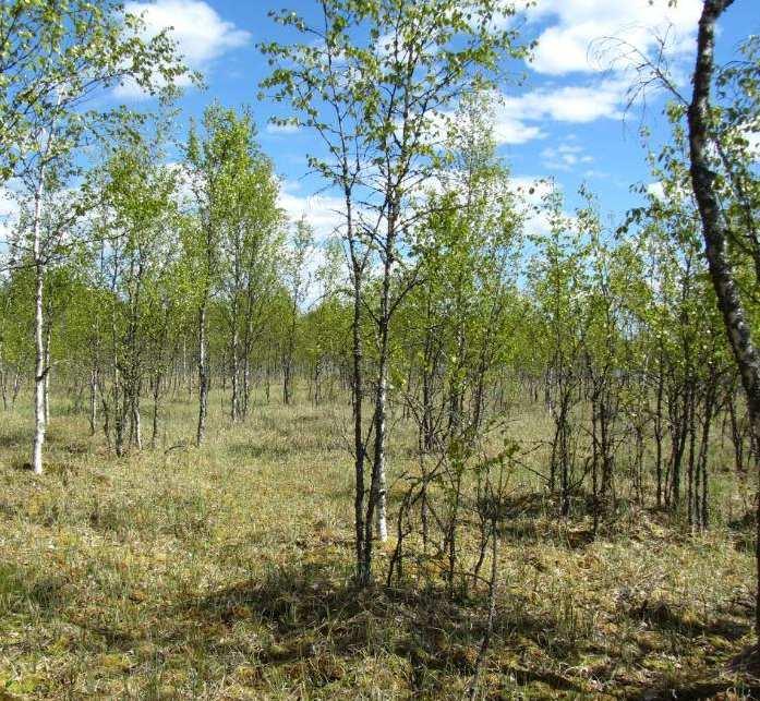 Läjityspaikka ei ole Natura- tai luonnonsuojelualuetta.