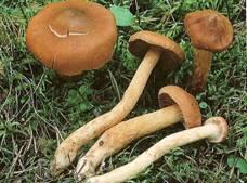 Myrkyt häviävät yleensä ryöppäämällä tai keittämällä sienet, mutta näiden lajien syömistä ei suositella.