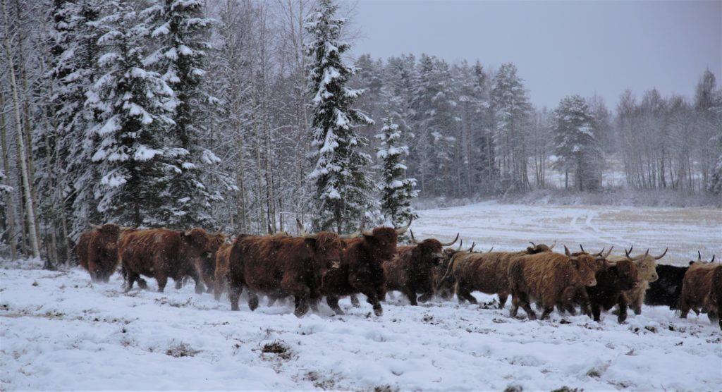 Luomutuotanto Lisätään luonnonmukaista tuotantoa sekä laajennetaan ja