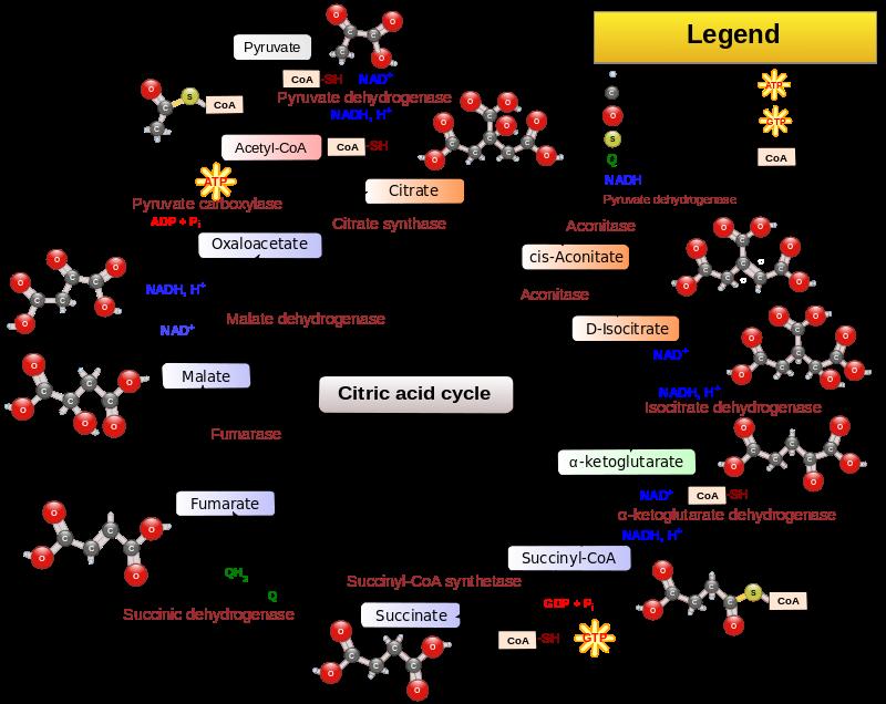 Lähteet: Scientific American KetoSchool CNN Wikipedia Ketoasidoosi Wikipedia Glykolyysi Wikipedia Ketoaine Wikipedia