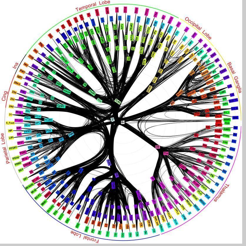 AIVOJEN HERMOVERKOT DMN = lepo SN =salience CEN = executive AI, anterior insular cortex; CEN, central executive network; dacc, dorsal anterior cingulated cortex; DLPFC, dorsolateral prefrontal