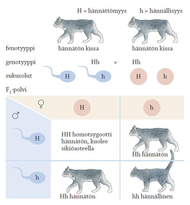 Yhden alleeliparin periytyminen Letaalitekijät Alleelit, jotka homotsygoottisena johtavat yksilön kuolemaan ennen lisääntymisikää= letaalitekijät Yleensä kuolevat jo