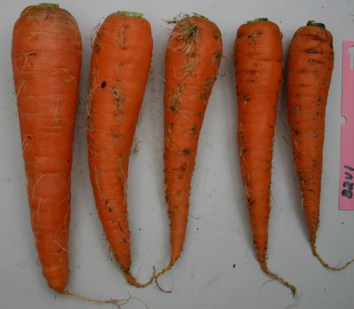 Mean root fresh weight (g) Mean root fresh weight (g) Juuren vioittumisnopeus