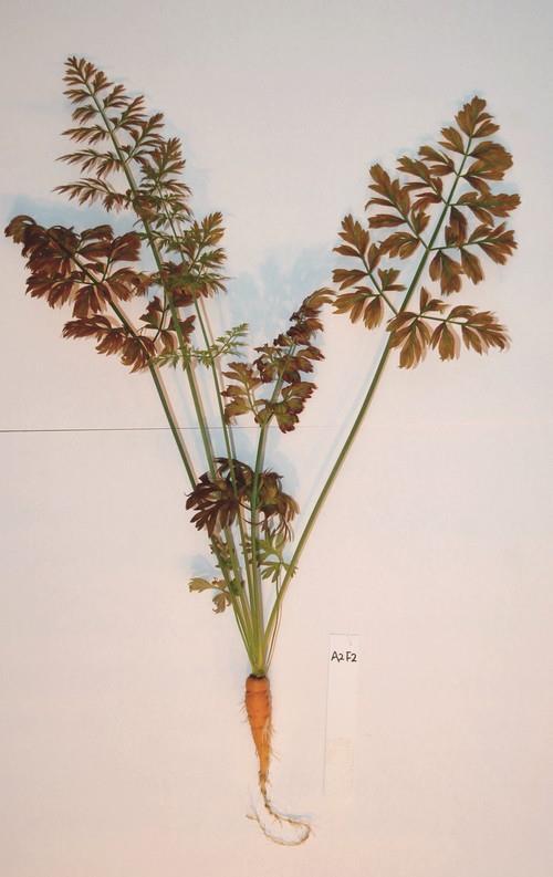 4.201 8 Kuvat: Annen