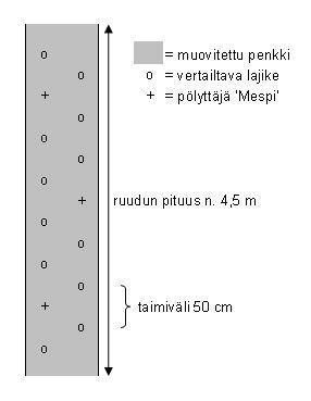 Istutus Penkkien leveys n.