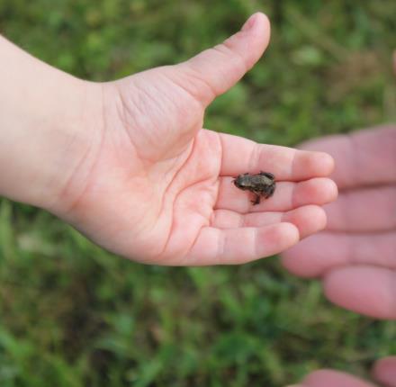 Mitä muuta? Parantaa immuunipuolustusta, hillitsee matala-asteista tulehdusta.