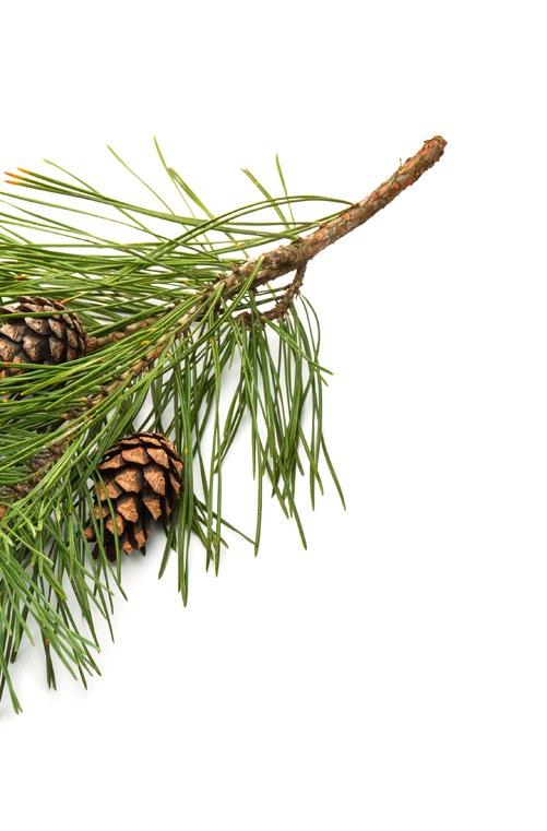 TORNATOR Vuosikertomus 2017 / Katsaus Tornatoriin Palvelut: Metsänhoitopalvelut Vuokraoikeudet Virkistyskäyttö Taloudelliset: Kannattava liiketoiminta Kasvava liikevaihto Henkilöstön palkitseminen ja