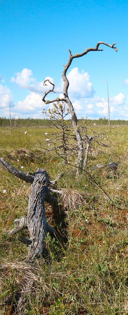 Luontokohteet ovat arvokkaita ja edustavia näytteitä suomalaisen suoluonnon monimuotoisuudesta. Suojelullakin luomme kestävää hyvinvointia metsistämme.