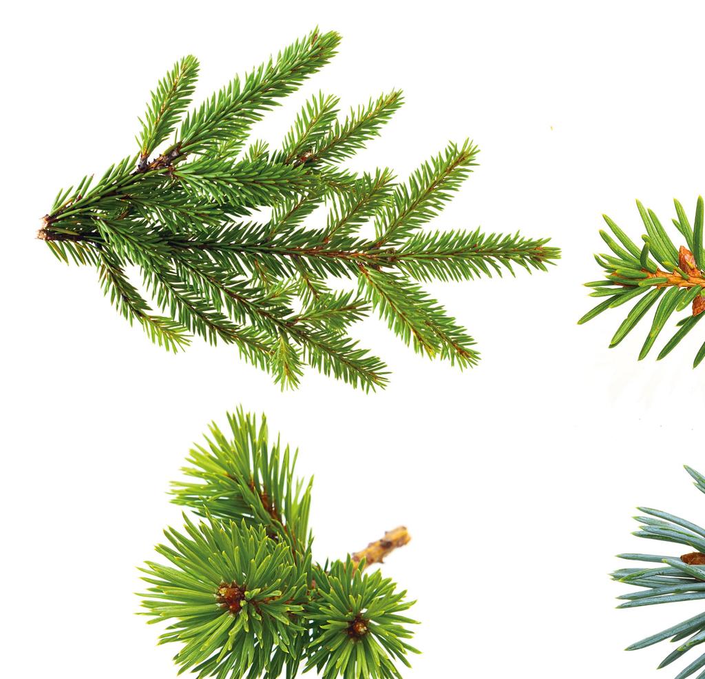 HALLINNOINTI TORNATOR Vuosikertomus 2017 / Hallinnointi Hallinto Omistus ja yhtiörakenne Tornator Timberland -konserniin kuului vuonna 2017 Suomen emoyhtiön Tornator Oyj:n lisäksi Virossa Tornator