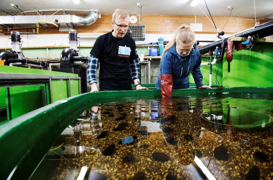 5.1.2 Mustionjoen raakkujen kuntouttaminen Konneveden tutkimusasemalla Jyväskylän yliopiston tutkimusasemalle tuotiin 4.11.2016 yhteensä 110 raakkuyksilöä kuntoutettavaksi allasruokinnalla.