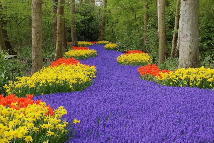 Risteilyn jälkeen majoittuminen hotelliin ja ilta vapaata aikaa. 5.4.2018 perjantai Keukenhof Aamiaisen jälkeen lähdemme retkelle Keukenhofin kukkapuistolle.