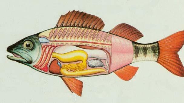 Mitä ovat kalan sivuvirrat?