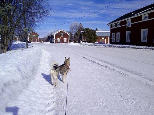 Tarinakummun kennel Mervi Kangas, Kauhava Tarinakummun kennel kasvattaa havannankoiraa ja isännän myötävaikutuksesta myös jämtlanninpystykorvia. Tavoiteena riistaverisiä, terveitä koiria.