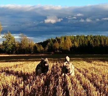 Heinämäen kennel Anna Paananen, Suonenjoki Heinämäen kennel kasvattaa harmaita norjanhirvikoiria Suonenjoella.