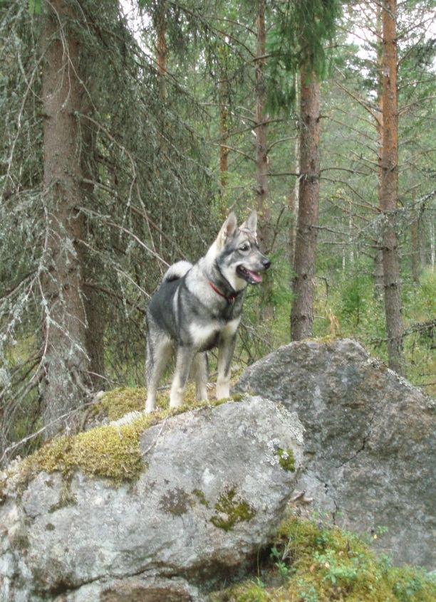 Karukoivun kennel Hanna ja Riku Rousku, Masku Haluamme kasvattaa suurella sydämellä terveitä ja käyttöominaisuuksiltaan hyviä jämtlanninpystykorvia ja viedä eteenpäin jalostustyötä harkituilla