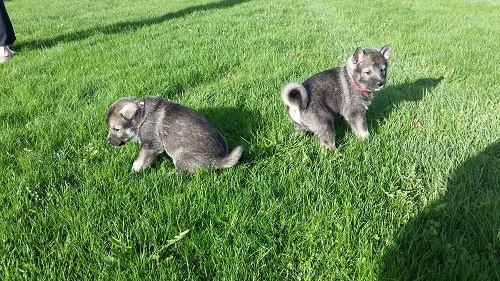 Mörköhaukun kennel Jari Laakso, Muurasjärvi Mörköhaukun kennel kasvattaa pienimuotoisesti jämtlanninpystykorvia. Kennelnimi myönnettiin vuonna 2014.