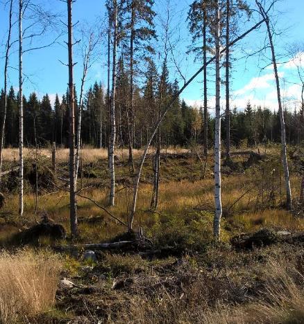 Suojakaistat metsänhoitositukset Vesistöjen ja pienvesien varrelle vähintään 5 metrin suojakasita Rajaus olosuhteiden mukaan - Maasto, puusto, vesistö, valunta Ei maan muokkausta eikä pinnan