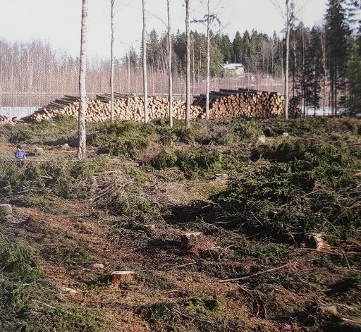 Vesiensuojelu energiapuun korjuussa Hakkuutähteiden korjuu vähentää ravinteiden huuhtoutumista Jos