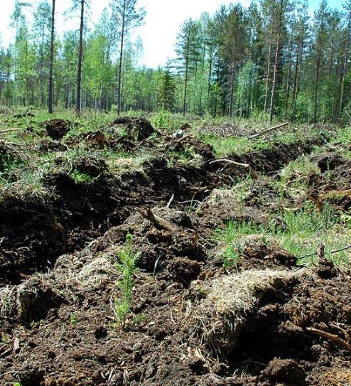 Ojitusmätästys Kohteilla, jotka tarvitsevat peruskuivatusta Kaivukatkoja ja lietekuoppia 50 merin välein Johda vedet ensisijaisesti pintavaluntana pois uudistusalalta tai vesistöön Jätetään