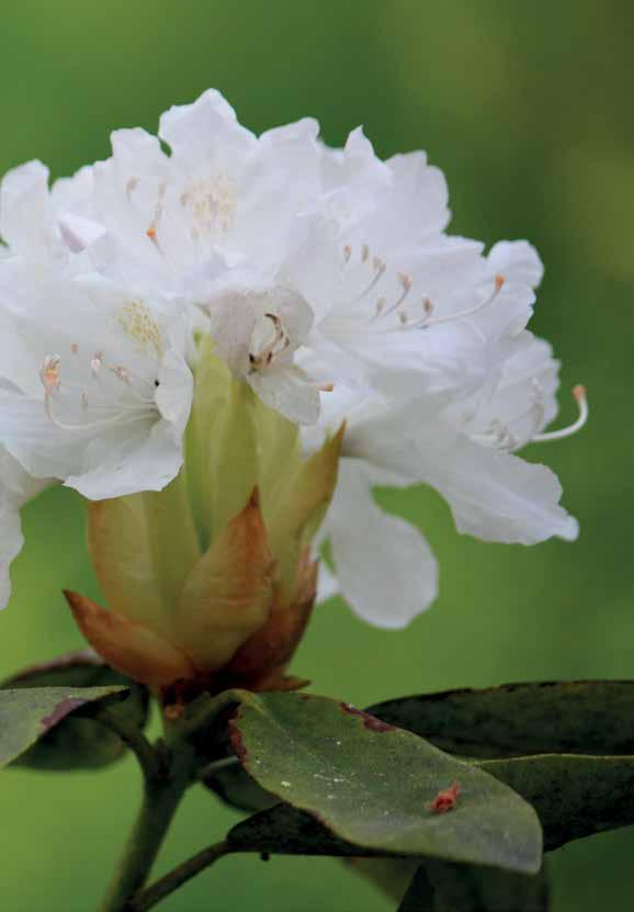 TIESITKÖ, ETTÄ...? Arboretum Mustila on Pohjois-Euroopan suurin ja vanhin puulajipuisto. Kymin Huvila Juhlavaa huvilatunnelmaa.