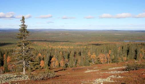 Kansainvälisten matkailijoiden maisema- ja ympäristöarvostukset? Aineisto kerätty vuonna 2008 (METLA, RAMK) Ulkomaiset matkailijat (mm.
