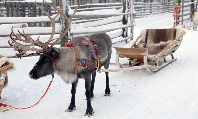 2 ELÄINTEN HYVINVOINTI MATKAILUPALVELUISSA Eläinten totuttaminen sekä ihmisiin että varusteisiin on tärkeää.