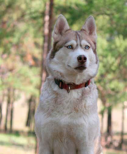 4 ELÄINTEN HYVINVOINTI MATKAILUPALVELUISSA Alaskanhusky on eri rotujen yhdistelmä. Se ei ole rekisteröity koirarotu, joten sille ei ole koko- ja ulkonäkömääritelmää.