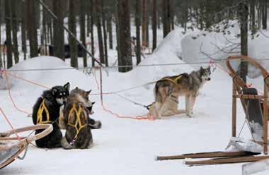 Koirien stressiä voi vähentää esimerkiksi rauhoittamalla vapaapäivät, sijoittamalla stressiherkät koirat tarhan rauhalliseen paikkaan (mahdollisimman kauas safareiden lähtöpaikalta) sekä