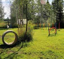 kuin koira: juosta, kaivaa, tutkia, haistella ja