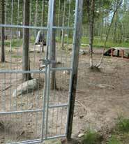 Koirille voi myös rakentaa uimalammikon tai