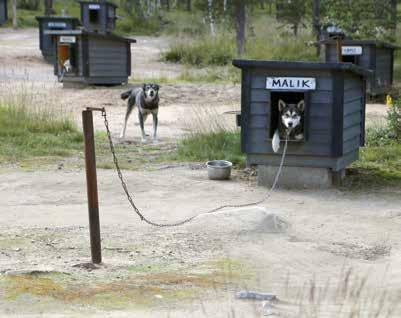 Koirien sijoittelussa tulee huomioida koirien yksilöllisyys. Jos koiran viihtyvyys vaarantuu, sen sijaintia pitää muuttaa.