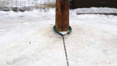Yli vuoden ikäiselle koiralle ketjupaikka voi soveltua hyvin ja esimerkiksi opettaa, kuinka olla sotkeentumatta valjakossa.
