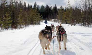 Moottorikelkalla mukana kulkeva opas on niin koirille kuin ihmisillekin turvallisuustekijä. 4.