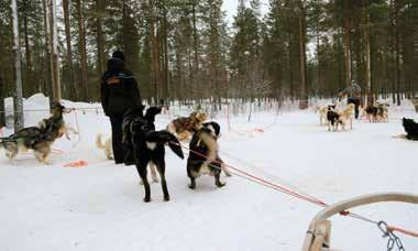4 ELÄINTEN HYVINVOINTI MATKAILUPALVELUISSA Reitit Lähtöpaikat tulee suunnitella turvallisiksi, esimerkiksi ylämäkeen tai pitkälle suoralle.