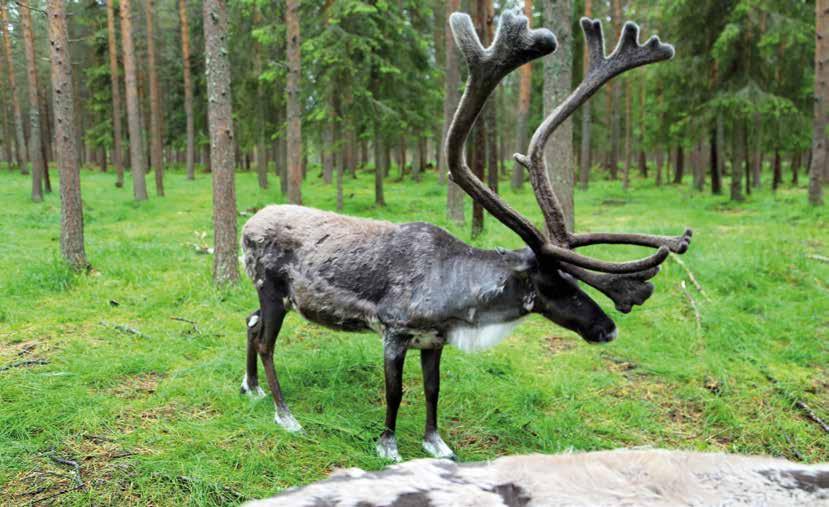 5 Poron verisarvet. PORON HYVINVOINTI Veikko Maijala, Lapin AMK 5.