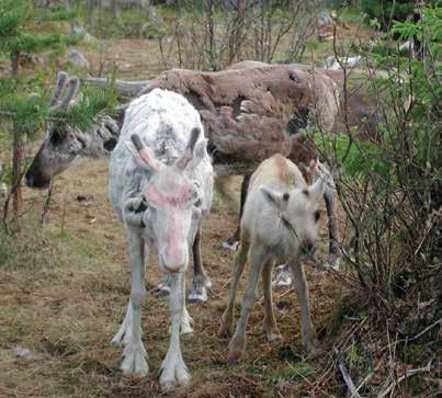 riittävästi ja rauhallisesti verisarviajan ulkopuolella. Näitä siirtoihin tottuneita yksilöitä voidaan tarvittaessa kuljettaa turvallisesti muun muassa matkailusesongin jälkeen kesälaitumille.