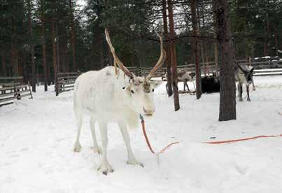 Sesongin edetessä työmäärää kasvatetaan pikkuhiljaa, kun poron lihaskunto on palautunut. Poro tarvitsee myös välillä vapaapäiviä, jotta se ehtii palautua työstä ja levätä.