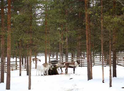 Kun tekeminen on porolle mielekästä, se on mielekkäämpää myös hoitajalle. Porot yhtä aikaa lepäämässä. Porot yhtä aikaa syömässä.
