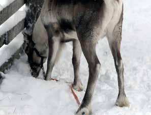Porojen on tärkeää päästä lajitovereidensa seuraan. Kuitupitoista rehua on hyvä olla tarjolla koko ajan märehtimisen mahdollistamiseksi.