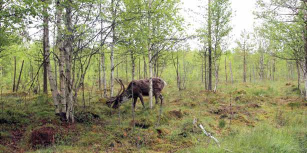Matkailuporo laiduntamassa kesällä isossa aitauksessa. 5.5 Pitopaikka Poro on laiduntaja Luonnossa poro hyödyntää laajoja alueita, kun se etsii hyvin sulavia ravintokasveja.