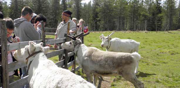 Kesällä ravintoaineiden tarve on moninkertainen talveen nähden, minkä vuoksi suurissakin aitauksissa joudutaan varmistamaan energian ja valkuaisaineiden saanti lisärehulla.