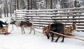 Seuraavana raitoon tuodaan kolmannelle paikalle myös raidossa jo hyvin kulkemaan oppinut poro (Urho). Toiseen paikkaan, keskelle, tuodaan raidossa kulkemista vasta opetteleva poro (Kisälli).