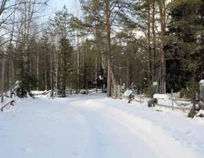 Toiset porot kulkevat mieluummin vasemmalla ja toiset oikealla puolella edessä olevaan rekeen nähden. Poro on sopeutunut koviin pakkasiin ja tuntee olonsa mukavaksi vielä yli 30 asteen pakkasessa.